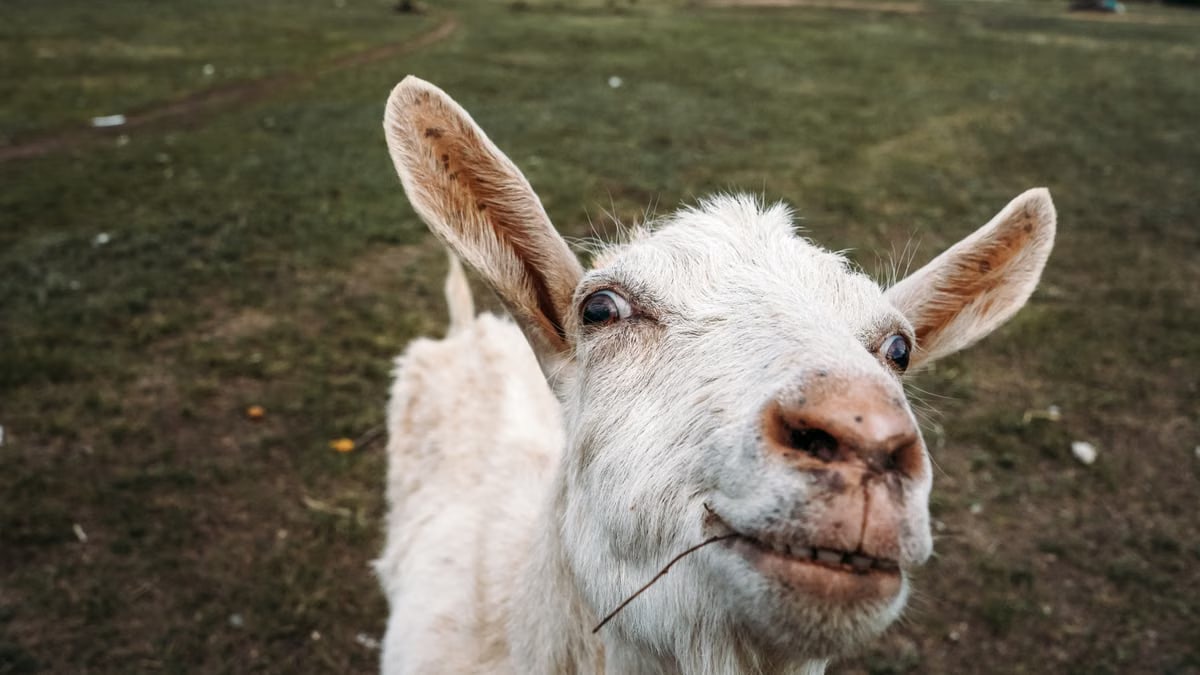 Close-up shot of a goat's expressive face with a grassy field background.